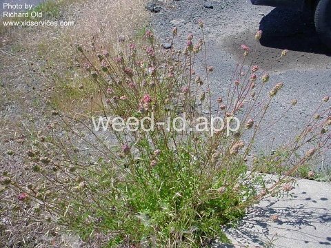burnet, salad